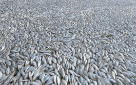 Cá chết nổi trắng sông sau vụ cháy Thiên Tân